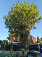 Boom kappen (gratis hout), Tuin en Terras, Ophalen, Volle zon, 400 cm of meer