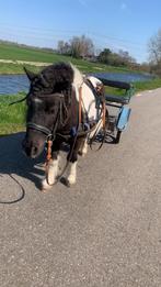 Verzorgpony’s aangeboden verzorger gezocht, Ophalen of Verzenden, Zo goed als nieuw
