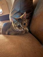 Britse korthaar kater, Kater, Ontwormd, 0 tot 2 jaar