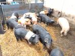 husumer scharrelvarken ca 5 maanden, krijgen vollop voer, Meerdere dieren, Varken, 0 tot 2 jaar