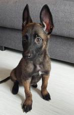 Mechelse Herder Pups / Raszuiver / Mooie kleuren, Dieren en Toebehoren, Honden | Herdershonden en Veedrijvers, CDV (hondenziekte)