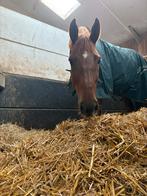 Enthousiaste weekendhulp gezocht!, Diensten en Vakmensen, Dieren | Paarden | Verzorging, Oppas en Les