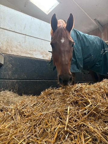 Enthousiaste weekendhulp gezocht!  beschikbaar voor biedingen