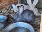 Duitse reus 8 weken voedster., Vrouwelijk, Groot