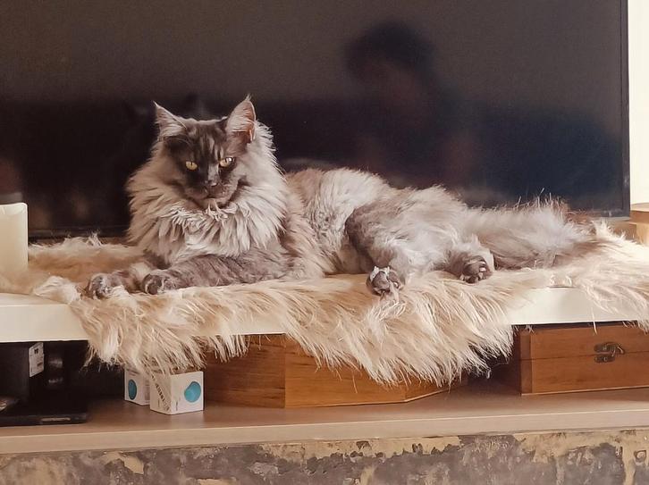 Maine Coon kater 1 jaar jong, Dieren en Toebehoren, Katten en Kittens | Raskatten | Langhaar, Kater, 0 tot 2 jaar, Gechipt, Ontwormd