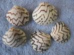 Schelpen: Lioconcha castrensis L. f++/g 21-29mm, Verzamelen, Mineralen en Fossielen, Verzenden, Schelp(en)