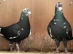 Zwart Getijgerde Postduiven, Dieren en Toebehoren, Vogels | Duiven, Meerdere dieren, Postduif