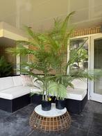4x Kunstplanten 175cm, Ophalen