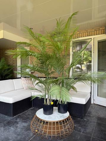 4x Kunstplanten 175cm beschikbaar voor biedingen