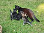 Kitten te koop, Dieren en Toebehoren, Katten en Kittens | Overige Katten, Poes