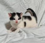 Zeer lieve zwart wit Noorse Boskat X kitten katertje, Meerdere dieren