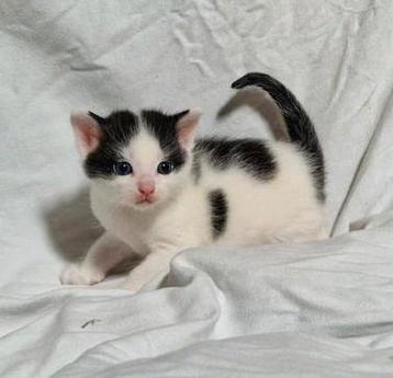 Zeer lieve zwart wit Noorse Boskat X kitten katertje beschikbaar voor biedingen