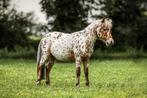 Appaloosa dekhengst, Hengst