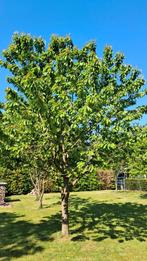Hele mooie kersenboom te koop. 6 a 7 meter hoog. Spaans., Tuin en Terras, Ophalen, 400 cm of meer, Kersenboom, Lente