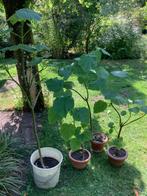 Pauwlonia Tomentosa, Overige soorten, 100 tot 250 cm, Ophalen, Volle zon