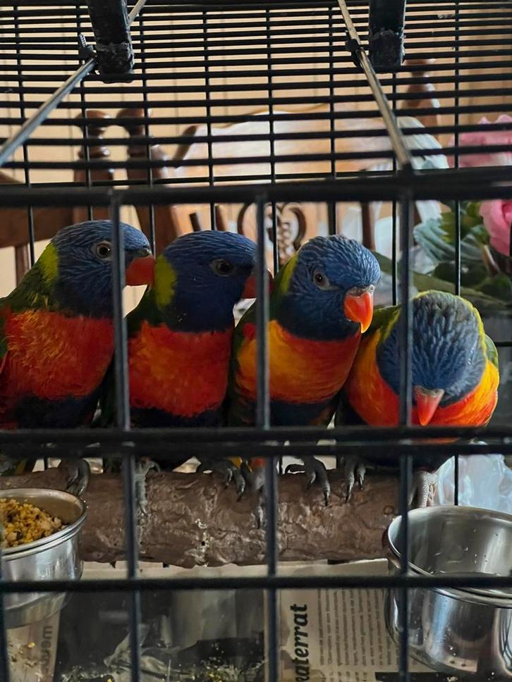 Lori van de blauwe bergen (4 vogels), Dieren en Toebehoren, Vogels | Parkieten en Papegaaien, Papegaai, Meerdere dieren