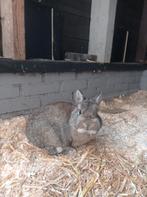 Kleurdwerg, Dieren en Toebehoren, Konijnen, Vrouwelijk, Dwerg, 0 tot 2 jaar