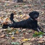 Labradoodle teefje f4, Dieren en Toebehoren, Rabiës (hondsdolheid), Overige rassen, 1 tot 2 jaar, Teef