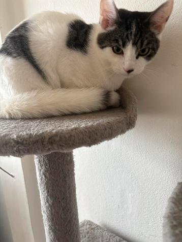 Kitten 7 maanden beschikbaar voor biedingen