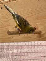 Timbrado koppel 2025, Dieren en Toebehoren, Vogels | Overige Vogels, Meerdere dieren