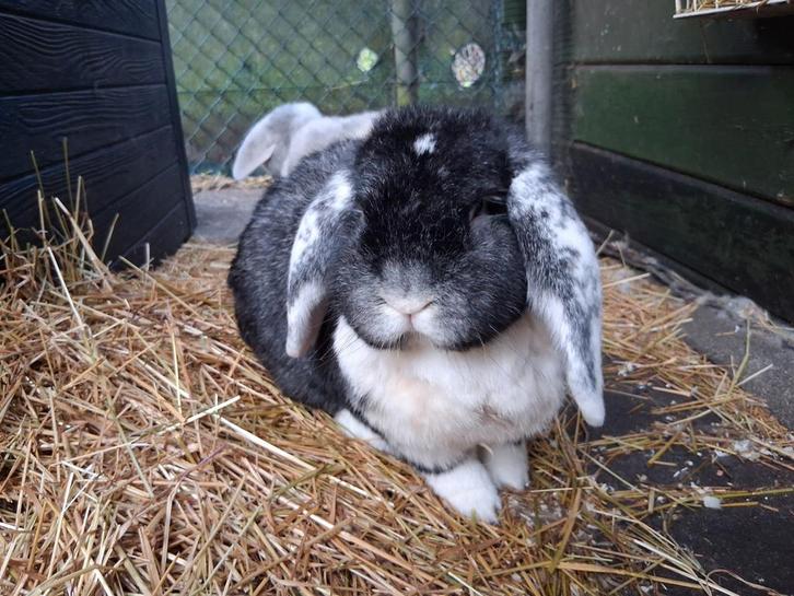 2 Franse hangoren, Dieren en Toebehoren, Konijnen, Groot, Mannelijk