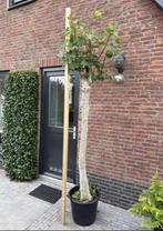 Vijg - Ficus carica, Bloeit niet, 100 tot 250 cm, Ophalen, Volle zon