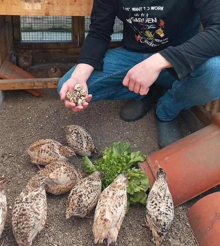 Verse kwarteleitjes – afhalen uit verkoopkastje, Diversen, Levensmiddelen, Ophalen