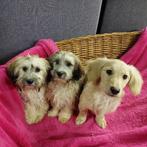 Mini Doodle  pups  ( verschillende kleurtjes ), Maltezer, Nederland, 15 weken tot 1 jaar, CDV (hondenziekte)