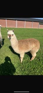 Alpaca hengst 2 jaar, Dieren en Toebehoren, Overige Dieren, Mannelijk, Voor 1 juli 2024