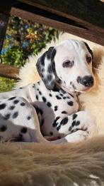 Prachtige dalmatier pups, Dieren en Toebehoren, Rabiës (hondsdolheid), Dalmatiër, 8 tot 15 weken, Teef
