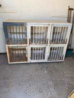 6 licht hokken, Meerdere dieren, Postduif