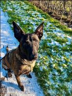 Ontzettend lieve hollandse herder ter herplaatsing., Reu, CDV (hondenziekte), Eén hond, 3 tot 5 jaar