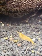 Citroen garnalen neocaridina, Dieren en Toebehoren, Vissen | Aquariumvissen, Kreeft, Krab of Garnaal
