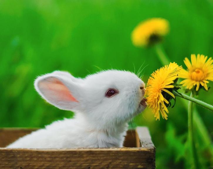 Opvang, Dieren en Toebehoren, Overige Dieren, Meerdere dieren, Januari