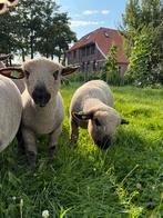 Hampshire down ram, Dieren en Toebehoren, Schapen, Geiten en Varkens, Mannelijk, Schaap