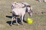 Lief mini appaloosa hengstje, Dieren en Toebehoren, Paarden, Hengst, Minder dan 160 cm, Recreatiepaard, 0 tot 2 jaar