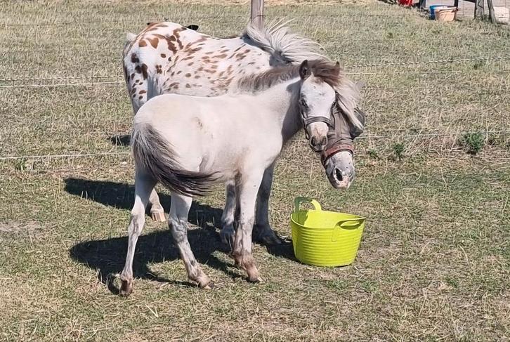 Lief mini appaloosa hengstje, Dieren en Toebehoren, Paarden, Hengst, Minder dan 160 cm, 0 tot 2 jaar, Recreatiepaard