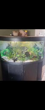 Groot hoek aquarium de hoek is 90 bij 90 cm, Dieren en Toebehoren, Ophalen, Gevuld zoetwateraquarium
