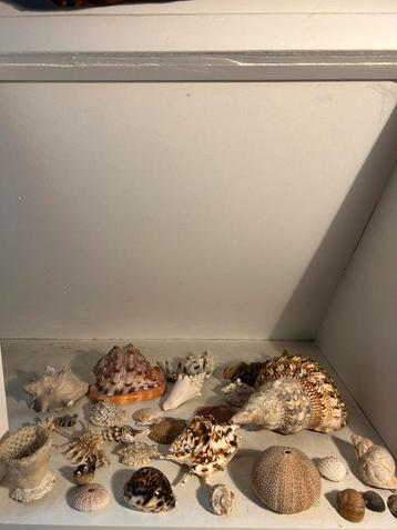 Verzamelingen schelpen en andere zee dingen beschikbaar voor biedingen