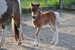 Unieke kans, AMHA kwaliteitsvol hengstenveulen, Gechipt, Niet van toepassing, 0 tot 2 jaar, Hengst