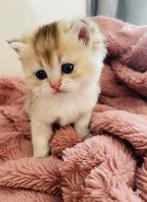 Britse Korthaar kittens golden shaded, Dieren en Toebehoren, Katten en Kittens | Raskatten | Korthaar, Meerdere dieren, Ontwormd