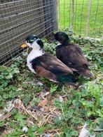 Te koop trio kwakertjes, Meerdere dieren, Eend