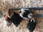 Cochin kuikentjes,  kuikens, Geslacht onbekend, Kip