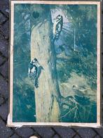 Specht, Ophalen of Verzenden, Natuur en Biologie