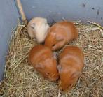 Jonge cavias, Dieren en Toebehoren, Knaagdieren, December, Meerdere dieren, Cavia