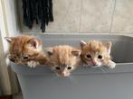 Te koop: 5 boeren kittens – speels, zindelijk & gezond, Meerdere dieren, 0 tot 2 jaar