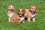 Cavapoo pups te koop, Dieren en Toebehoren, Rabiës (hondsdolheid), Meerdere, Meerdere dieren, Buitenland