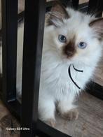 Ragdoll kitten stamboom / garantie / ouders getest, Dieren en Toebehoren, Poes, Ontwormd