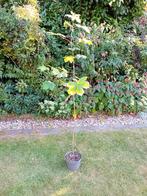 Jonge Gewone Esdoorn in pot, Acerpseudoplatanus, 50 en 18 cm, Ophalen of Verzenden, In pot, Halfschaduw, Overige soorten