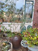 Planten in pot te koop_Ridderkerk, Overige soorten, Minder dan 100 cm, Ophalen, Volle zon